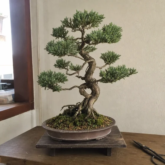 The original image uploaded for the bonsai, pro mode