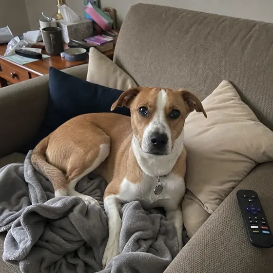 The original image uploaded for the dog on a couch