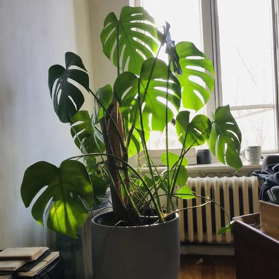 The original image uploaded for the leafy houseplant